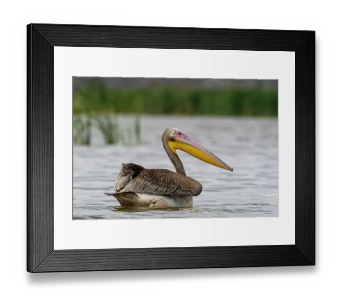 Framed Print : A great white pelican, Pelecanus onocrotalus, on Lake Gipe. Voi, Lake Gipe, Tsavo, Kenya Framed Print : A great white pelican, Pelecanus onocrotalus, on Lake Gipe. Voi, Lake Gipe, Tsavo, Kenya