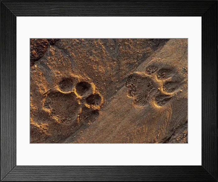 Framed Print : Lion tracks in the sand. Voi, Tsavo National Park, Kenya