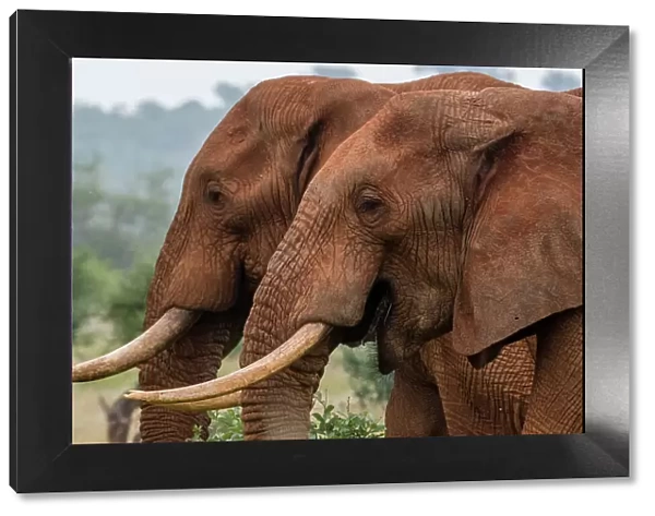 A side view of two African elephants, Loxodonta Africana. Voi, Tsavo, Kenya