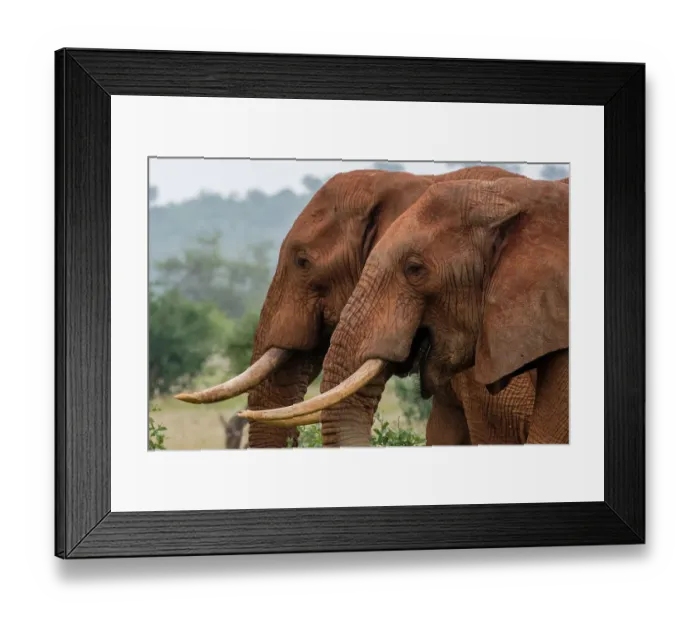 Framed Print : A side view of two African elephants, Loxodonta Africana. Voi, Tsavo, Kenya Framed Print : A side view of two African elephants, Loxodonta Africana. Voi, Tsavo, Kenya