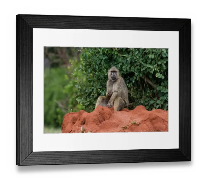 Framed Print : A yellow baboon, Papio hamadryas cynocephalus, on a termite mound. Voi, Tsavo, Kenya Framed Print : A yellow baboon, Papio hamadryas cynocephalus, on a termite mound. Voi, Tsavo, Kenya