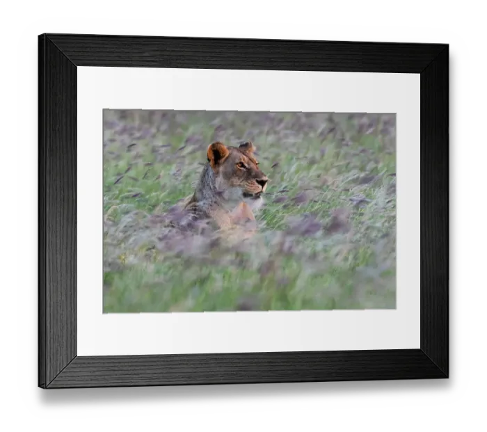 Framed Print : Portrait of a lioness, Panthera leo, in a field of purple grass. Voi, Tsavo, Kenya Framed Print : Portrait of a lioness, Panthera leo, in a field of purple grass. Voi, Tsavo, Kenya