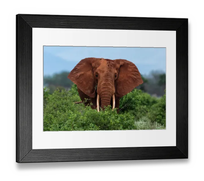Framed Print : Portrait of an African elephant, Loxodonta Africana, looking at the camera. Voi, Tsavo National Park, Kenya Framed Print : Portrait of an African elephant, Loxodonta Africana, looking at the camera. Voi, Tsavo National Park, Kenya