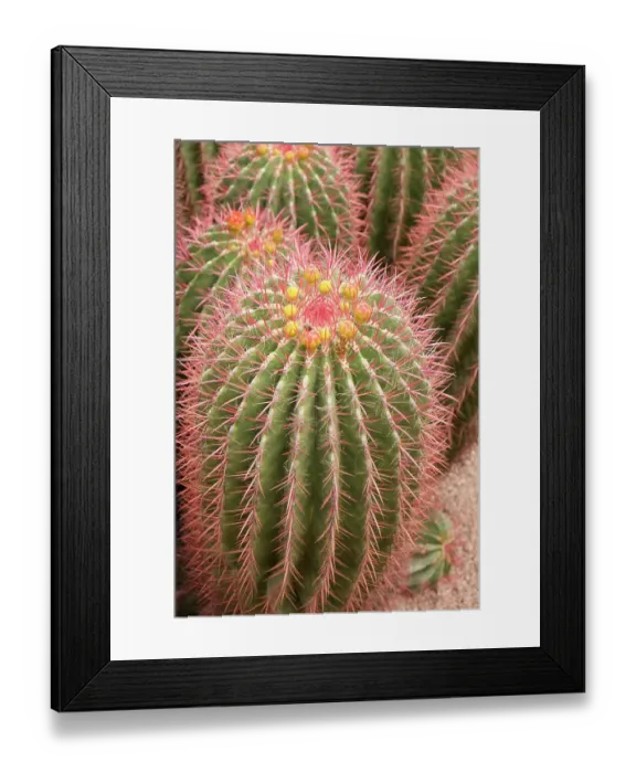 Framed Print : Marrakech, Morocco. Beautiful arid garden filled with cacti, succulents. Cacti starting to bloom Framed Print : Marrakech, Morocco. Beautiful arid garden filled with cacti, succulents. Cacti starting to bloom