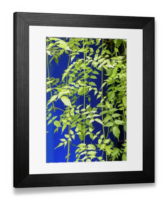 Framed Print : Marrakech, Morocco. Plant life with cobalt blue backdrop Framed Print : Marrakech, Morocco. Plant life with cobalt blue backdrop