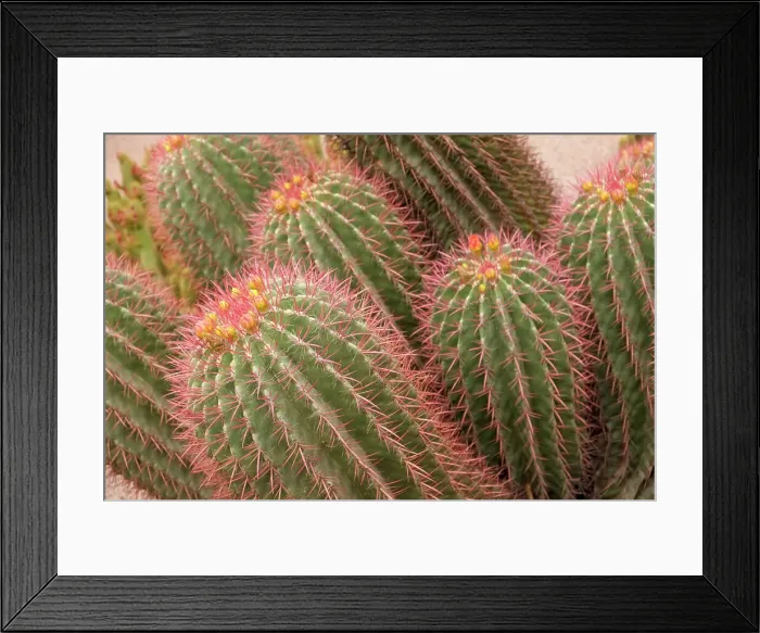 Framed Print : Marrakech, Morocco. Beautiful arid garden filled with cacti, succulents