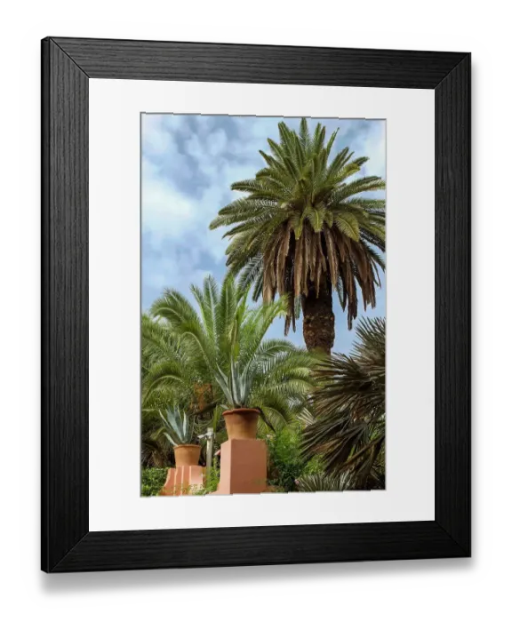 Framed Print : Marrakech, Morocco. Lush, tropical date palm trees