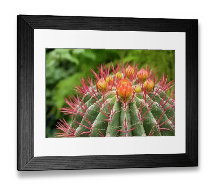 Framed Print : Marrakech, Morocco. Beautiful arid garden filled with cacti, succulents. Cacti starting to bloom