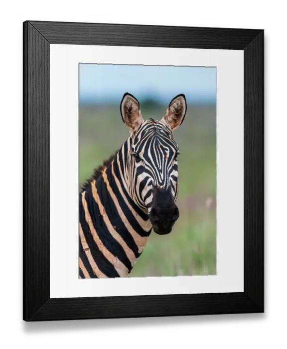Framed Print : Portrait of a plains zebra, Equus quagga, looking at the camera. Voi, Tsavo, Kenya
