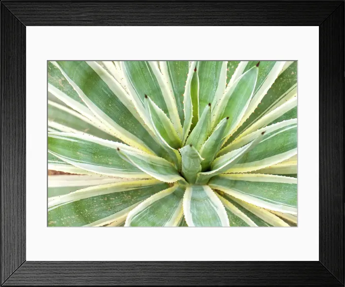 Framed Print : Marrakech, Morocco. Desert agave plant Framed Print : Marrakech, Morocco. Desert agave plant