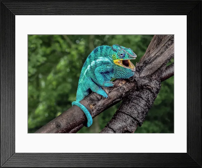 Framed Print : Madagascar. Panther chameleon on tree limb Framed Print : Madagascar. Panther chameleon on tree limb