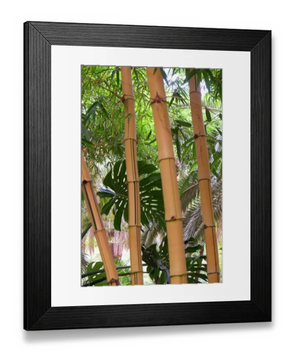 Framed Print : Marrakech, Morocco. Tall stalks of bamboo Framed Print : Marrakech, Morocco. Tall stalks of bamboo