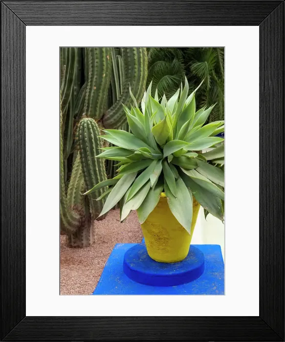 Framed Print : Marrakech, Morocco. Beautiful arid garden filled with cacti, succulents Framed Print : Marrakech, Morocco. Beautiful arid garden filled with cacti, succulents