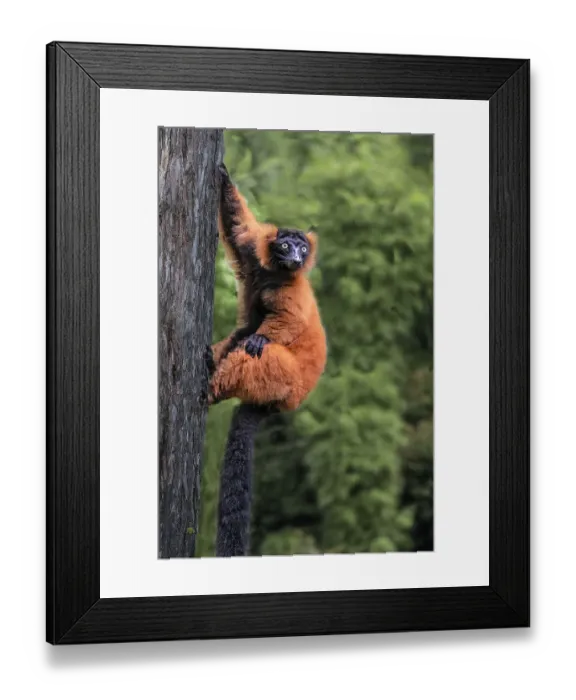 Framed Print : Madagascar. Close-up of red-ruffed lemur on tree Framed Print : Madagascar. Close-up of red-ruffed lemur on tree