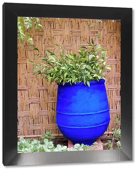 Marrakech, Morocco. Plant life with cobalt blue backdrop