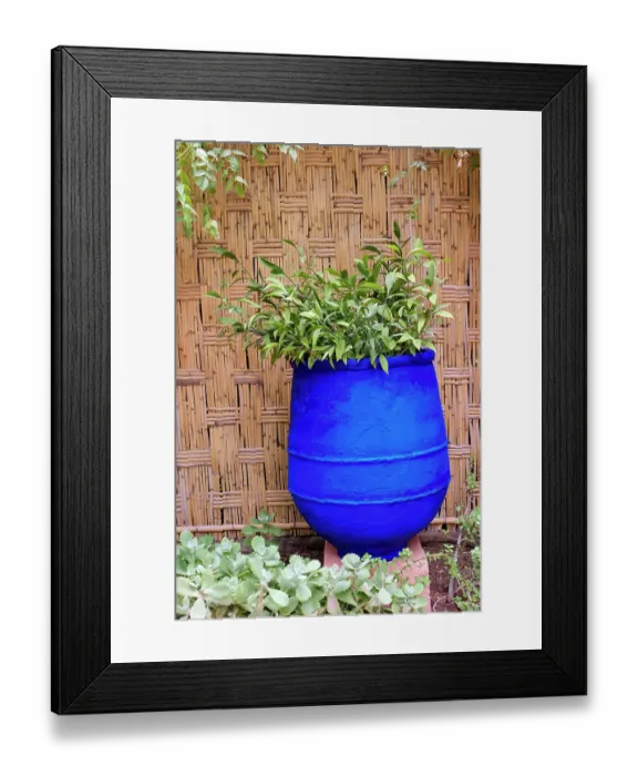Framed Print : Marrakech, Morocco. Plant life with cobalt blue backdrop Framed Print : Marrakech, Morocco. Plant life with cobalt blue backdrop