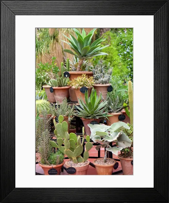 Framed Print : Marrakech, Morocco. Beautiful arid garden filled with cacti, succulents Framed Print : Marrakech, Morocco. Beautiful arid garden filled with cacti, succulents