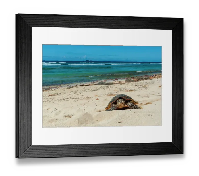 Framed Print : A sea turtle making its way up a beach to dig a nest and lay eggs. Grand Anse Beach, Fregate Island, Seychelles Framed Print : A sea turtle making its way up a beach to dig a nest and lay eggs. Grand Anse Beach, Fregate Island, Seychelles