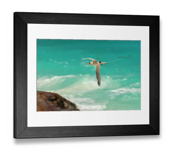 Framed Print : A white-tailed, or yellow-billed tropicbird, Phaethon lepturus, in flight over clear blue water. Fregate Island, Seychelles