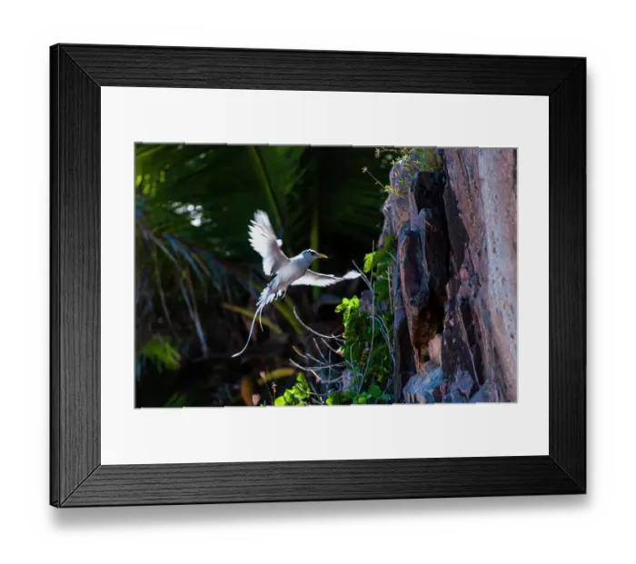 Framed Print : A white-tailed, or yellow-billed tropicbird, Phaethon lepturus, in flight approaching its nest on a cliff. Fregate Island, Seychelles Framed Print : A white-tailed, or yellow-billed tropicbird, Phaethon lepturus, in flight approaching its nest on a cliff. Fregate Island, Seychelles