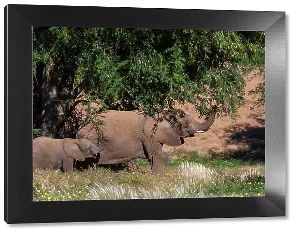 Elephants graze from trees in the Kunene Region. Huab River Valley, Kunene, Namibia