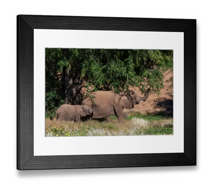 Framed Print : Elephants graze from trees in the Kunene Region. Huab River Valley, Kunene, Namibia