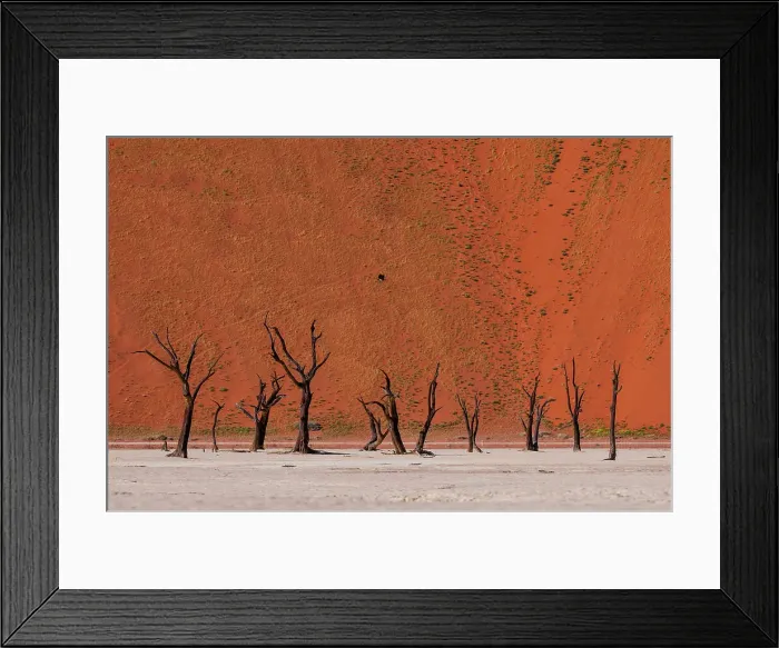 Framed Print : Camel thorn trees against red sand dunes in the Sossusvlei. Namib Naukluft Park, Namib Desert, Namibia Framed Print : Camel thorn trees against red sand dunes in the Sossusvlei. Namib Naukluft Park, Namib Desert, Namibia
