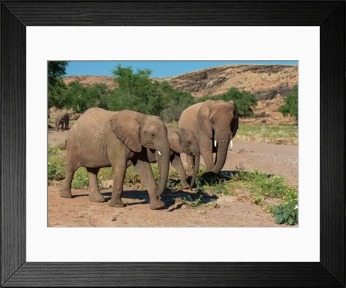Framed Print : Elephants walk and graze in arid grasslands in the Kunene Region. Damaraland, Huab River Valley, Kunene, Namibia Framed Print : Elephants walk and graze in arid grasslands in the Kunene Region. Damaraland, Huab River Valley, Kunene, Namibia