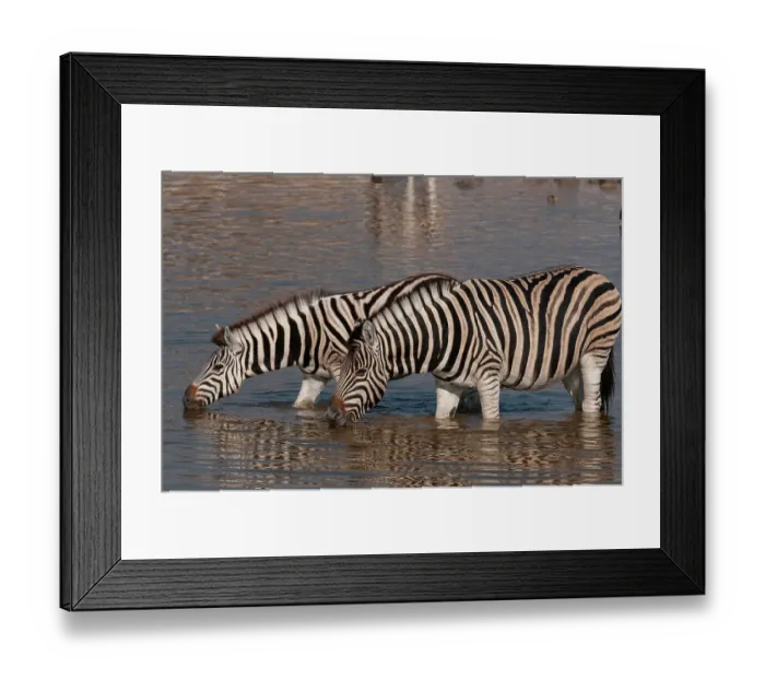 Framed Print : Burchell's zebras stand in a waterhole and drink. Etosha National Park, Namibia Framed Print : Burchell's zebras stand in a waterhole and drink. Etosha National Park, Namibia