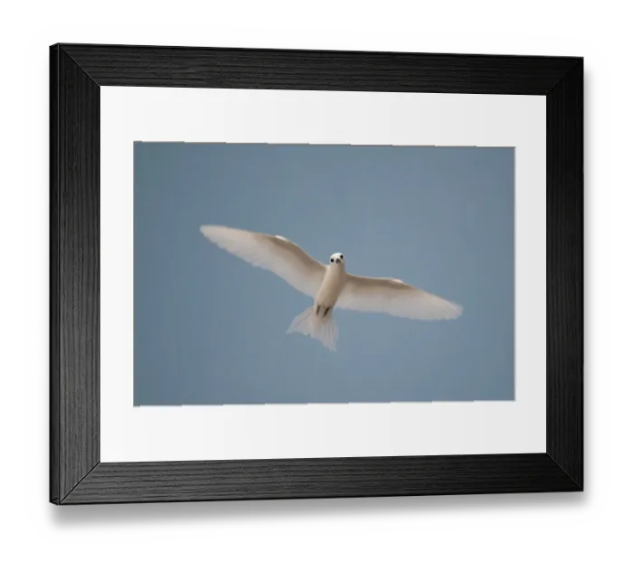 Framed Print : Portrait of a common white or fairy tern, Gygis alba, in flight. Denis Island, Seychelles Framed Print : Portrait of a common white or fairy tern, Gygis alba, in flight. Denis Island, Seychelles
