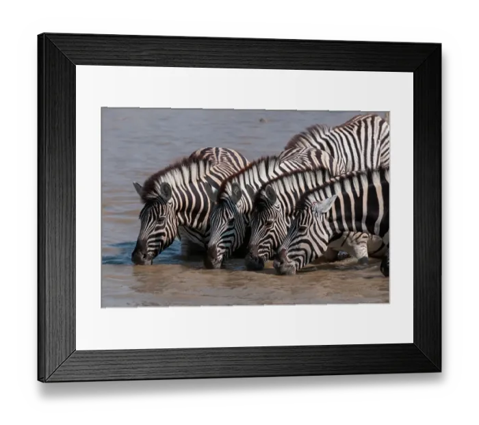 Framed Print : A group of Burchell's zebras, Equus burchellii, drink from a waterhole. Etosha National Park, Namibia
