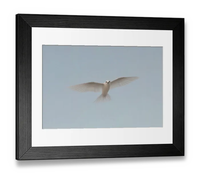 Framed Print : Portrait of a common white or fairy tern, Gygis alba, in flight. Denis Island, Seychelles Framed Print : Portrait of a common white or fairy tern, Gygis alba, in flight. Denis Island, Seychelles