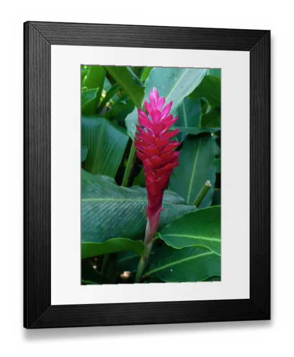 Framed Print : Close-up of a red ginger flower. Fregate Island, Seychelles Framed Print : Close-up of a red ginger flower. Fregate Island, Seychelles