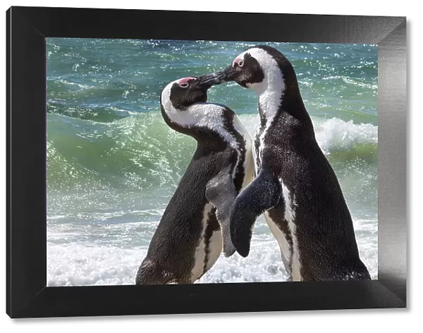 South Africa, Cape Town. Jackass penguins greeting on Boulders Beach