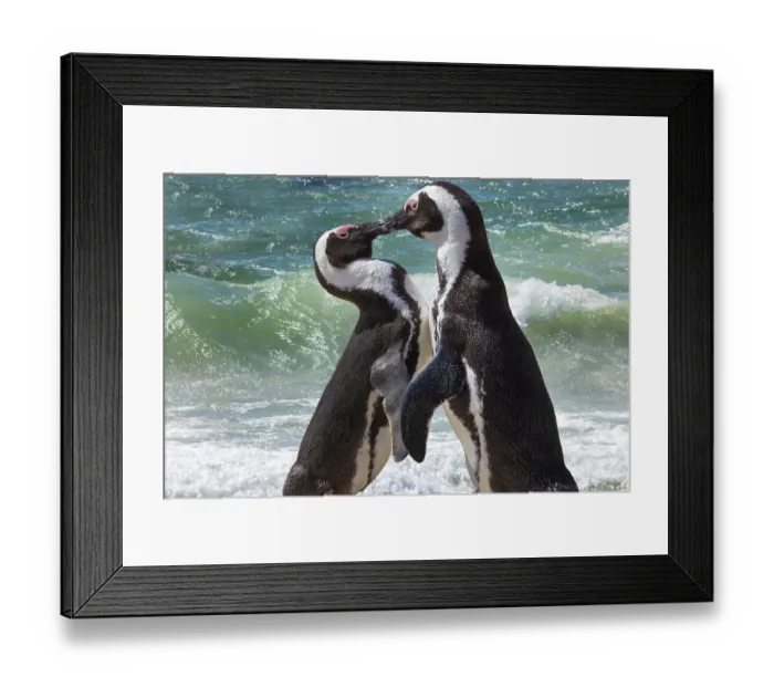 Framed Print : South Africa, Cape Town. Jackass penguins greeting on Boulders Beach Framed Print : South Africa, Cape Town. Jackass penguins greeting on Boulders Beach