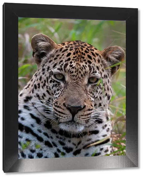 Close-up portrait of a male leopard, Panthera pardus. Mala Mala Game Reserve, South Africa