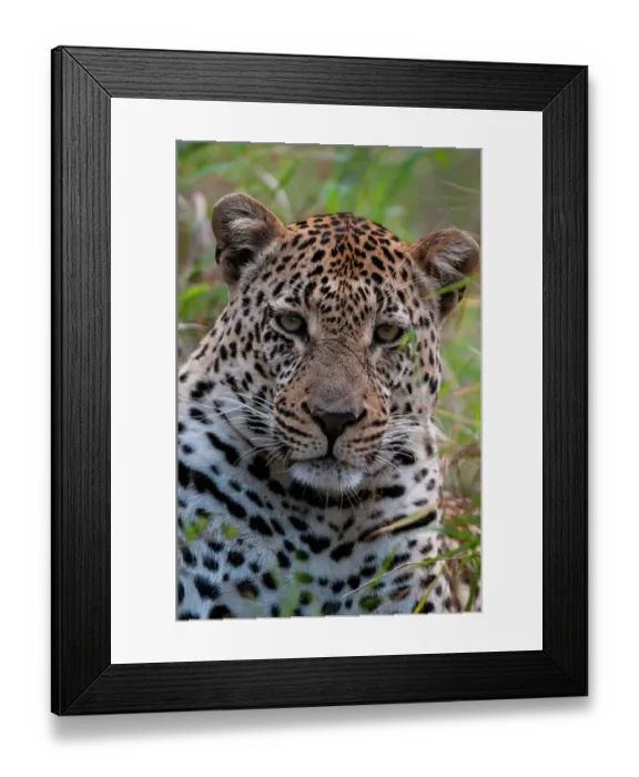 Framed Print : Close-up portrait of a male leopard, Panthera pardus. Mala Mala Game Reserve, South Africa Framed Print : Close-up portrait of a male leopard, Panthera pardus. Mala Mala Game Reserve, South Africa