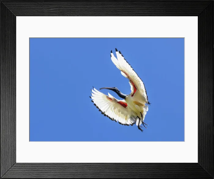 Framed Print : South Africa, Cape Town. Sacred ibis bird in flight Framed Print : South Africa, Cape Town. Sacred ibis bird in flight
