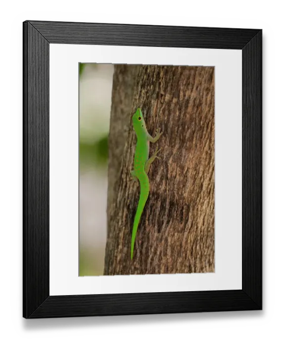 Framed Print : A green gecko, Phelsuma sundbergi longinsulae climbing a tree. Fregate Island, Seychelles Framed Print : A green gecko, Phelsuma sundbergi longinsulae climbing a tree. Fregate Island, Seychelles