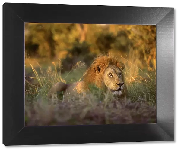 Africa, South Africa, Kruger National Park. Male lion rests in grass at sunset
