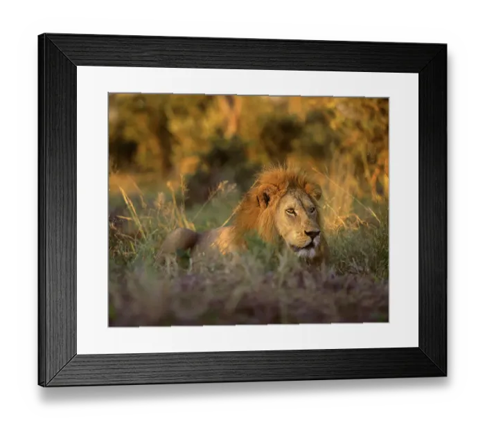 Framed Print : Africa, South Africa, Kruger National Park. Male lion rests in grass at sunset