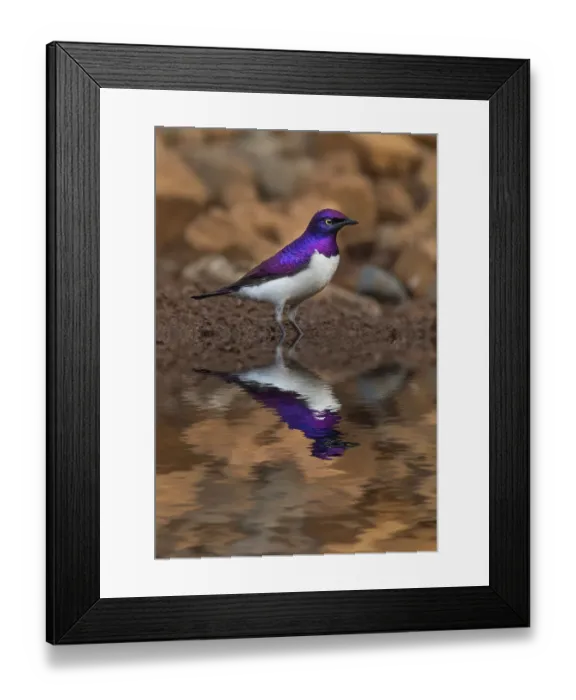 Framed Print : South Africa. Violet-backed starling reflects in a waterhole