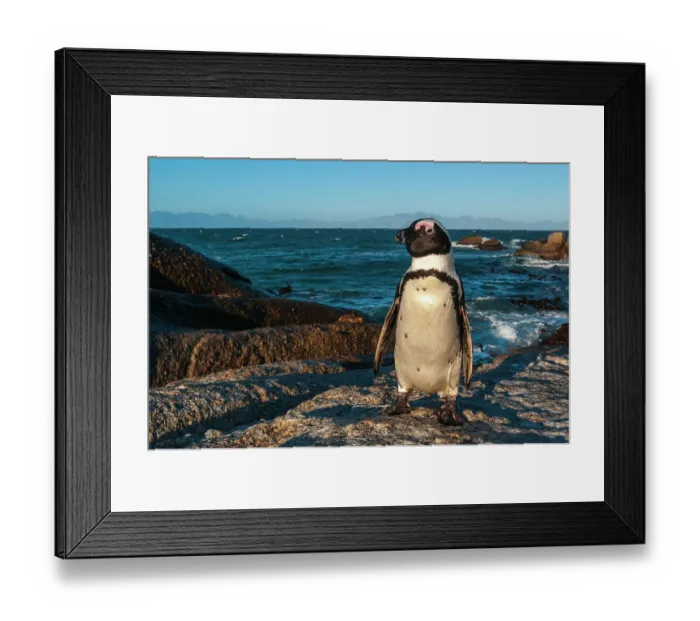 Framed Print : Portrait of a Jackass penguin, Speniscus demersus. Simon's Town Western Cape South Africa