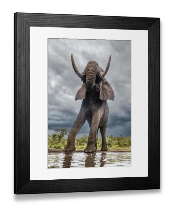 Framed Print : South Africa. Bull elephant at a waterhole