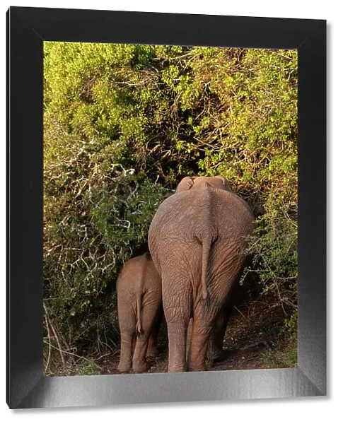 View from behind of a mother African elephant and her cub, Loxodonta Africana, browsing among thick bush. Eastern Cape South Africa