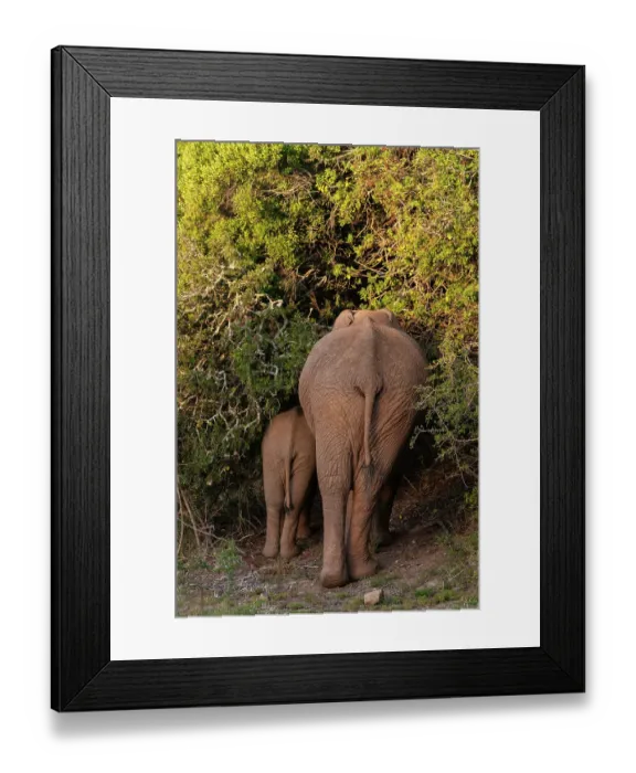 Framed Print : View from behind of a mother African elephant and her cub, Loxodonta Africana, browsing among thick bush. Eastern Cape South Africa Framed Print : View from behind of a mother African elephant and her cub, Loxodonta Africana, browsing among thick bush. Eastern Cape South Africa