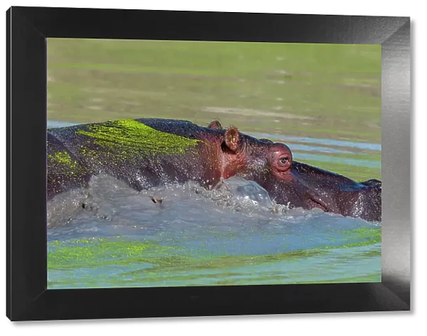 A hippopotamus, Hippopotamus amphibius, partially submerged in a duckweed-covered pond. Mala Mala Game Reserve, South Africa