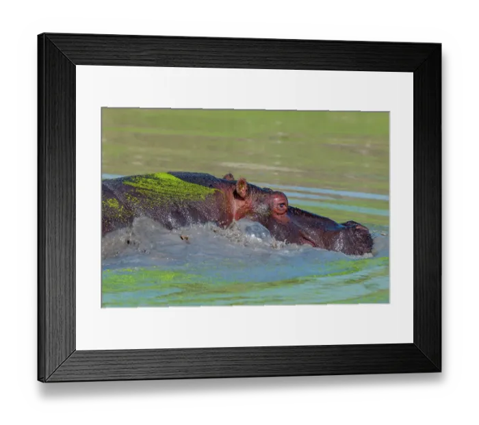 Framed Print : A hippopotamus, Hippopotamus amphibius, partially submerged in a duckweed-covered pond. Mala Mala Game Reserve, South Africa