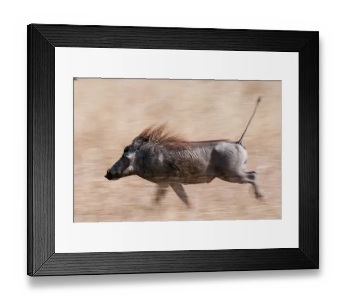 Framed Print : Portrait of a warthog, Phacochoerus aethiopicus, running. Mala Mala Game Reserve, South Africa Framed Print : Portrait of a warthog, Phacochoerus aethiopicus, running. Mala Mala Game Reserve, South Africa