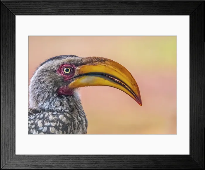 Framed Print : South Africa. Close-up of yellow-billed hornbill bird's head